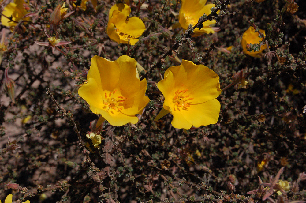 Large yellow flowers and tiny leaves (1-3 mm long) densely grouped of <em>Balbisia microphylla</em>.